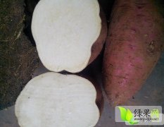 四川内江市中徐薯18号红薯聚焦市场