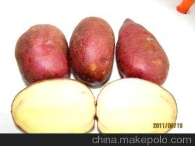 静宁司桥温岩11月青薯9号土豆