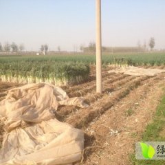 山东寿光长白大葱名优产品