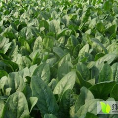 2014岱岳菠菜今年价格有看点