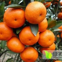 福建顺丰柑橘