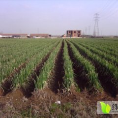 2014年通州区三余镇优质大葱