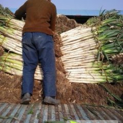 山东昌邑长白大葱