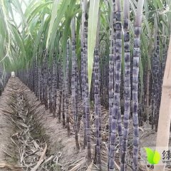 翁源甘蔗长势旺盛,龙仙吴怀文诚信合作