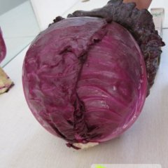 新野甘蓝著名品种,绿欣张先生诚信合作