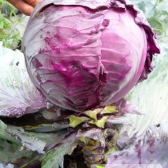 2014新野甘蓝钱多人傻速来抢购