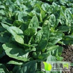 2014岱岳菠菜钱多人傻速来抢购