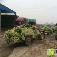 山东禹城美国西芹滞销中！