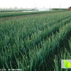 滕州大葱随行就市,界河张家显诚信合作