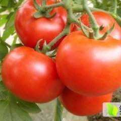 2014费县西红柿值得出手