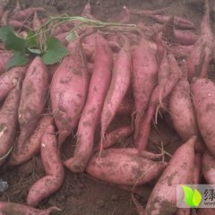 河北藁城龙署九号红薯是名优特产