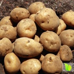 年末土豆大促销，各位老板看过来，质优价廉