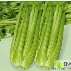 山东定陶美国西芹芹菜产销两旺