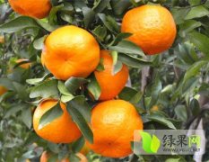 麻阳岩门曾令交11月冰糖橙脐橙血橙椪柑