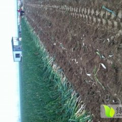 巨野大葱名扬天下,田桥潘永代诚信合作