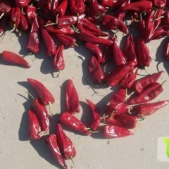 内蒙古开鲁北京红辣椒著名品牌