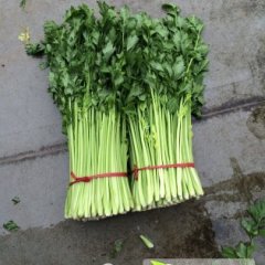 2014铜山芹菜值得出手