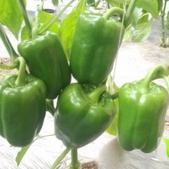 山东诸城红太阳辣椒价格行情平稳