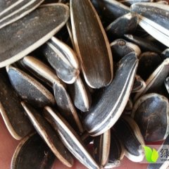 内蒙古红山赤峰黑白边瓜子葵花火爆招商中