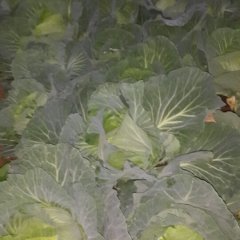 广州江南蔬果批发市场甘蓝代卖