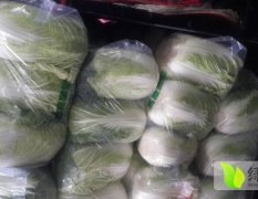广东江南市场代销白菜