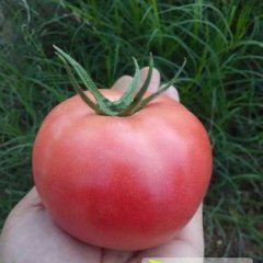 2014苍南西红柿今年价格有看点