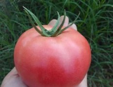 2014苍南西红柿今年价格有看点