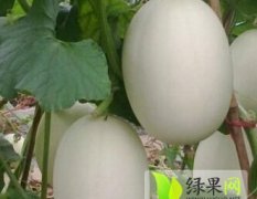 青州谭坊宋泽秋3月白皮脆梨甜瓜