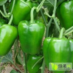 山东青州厚皮圆椒辣椒产销两旺