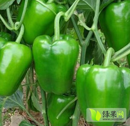 2014年山东青州厚皮圆椒价格