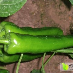 河南夏邑辣椒上市了 你们知道吗