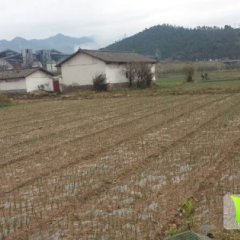 2014西昌洋葱走过路过不要错过