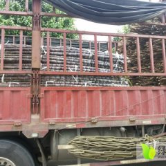 番禺甘蔗长势旺盛,鱼窝阿文诚信合作