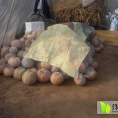 当涂南瓜早买早赚,江心宋挺诚信合作