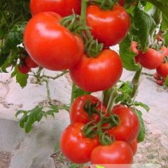 广东龙门祥瑞西红柿营养丰富