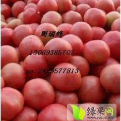 河南延津硬粉西红柿大量上市