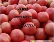 河南延津硬粉西红柿大量上市