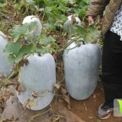 2014扶绥冬瓜今年价格有看点
