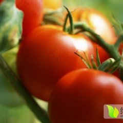 岱岳西红柿火爆招商中房村qiaohua诚信合作