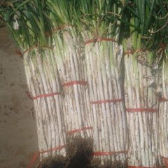 章丘宁家宁北京11月小葱大葱