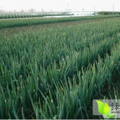 2014滕州大葱上市 最好的钢葱在这里