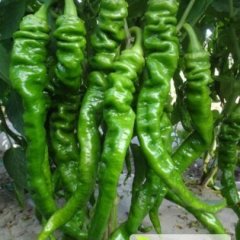 昌乐辣椒火热上市,大左刘经理诚信合作