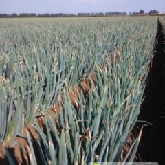 2014平度大葱值得出手