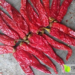 2014宁河辣椒现在订货有惊喜