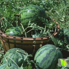 大荔西瓜是名优特产,羌白韩亮诚信合作