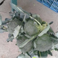 湖北钟祥新品种西兰花火热上市