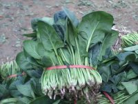 2014年山东惠民大叶菠菜价格