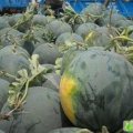 太康西瓜早买早赚,芝麻张宗胜诚信合作