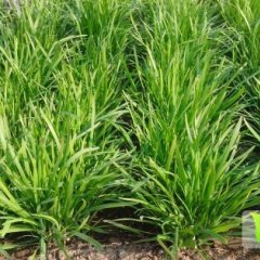 河南尉氏平韭6号韭菜著名品牌