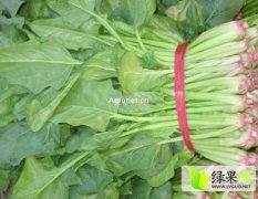 山东金乡大叶菠菜价格适宜